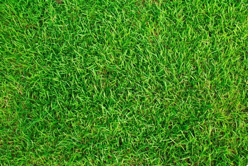 grass